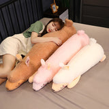 Poppy your quiet anchor