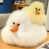 Fig your gentle companion