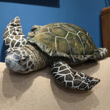 Ollie your steady light