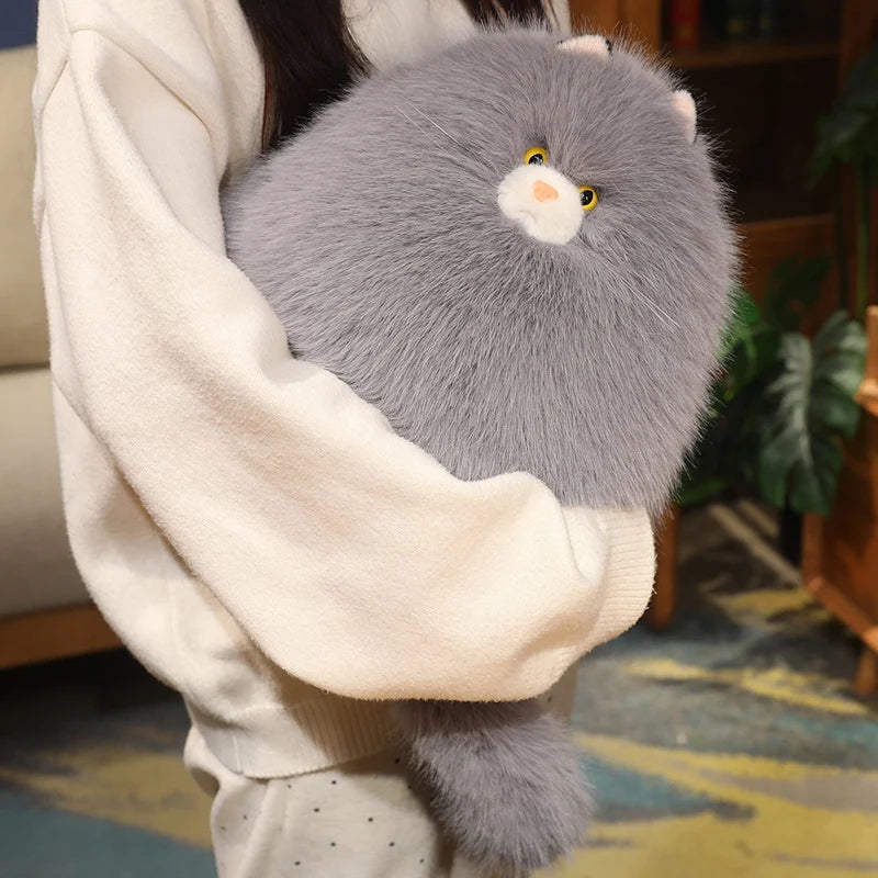 Ollie your gentle companion