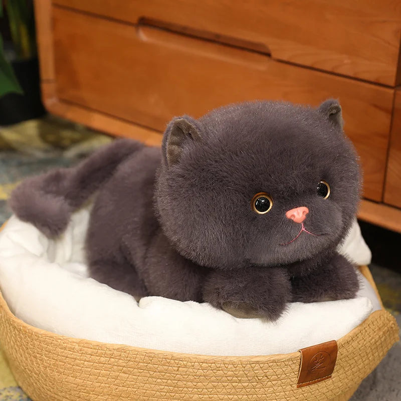 Ash your steady light