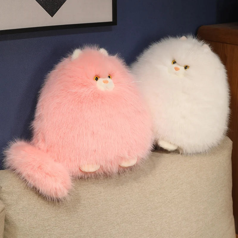 Ollie your gentle companion